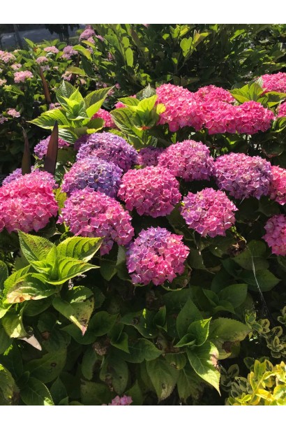 Крупний план квітки Hydrangea Macrophylla Hornli з ніжно-рожевими та світло-зеленими пелюстками.